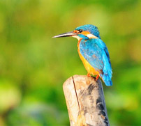 Kumarakom Bird Sanctuary