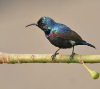 Sultanpur Bird Sanctuary