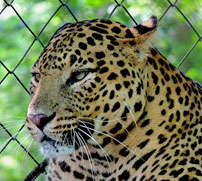 Allen Forest Zoo