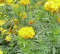 Phool Bagh