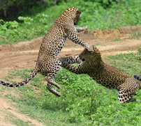 Yala National Park