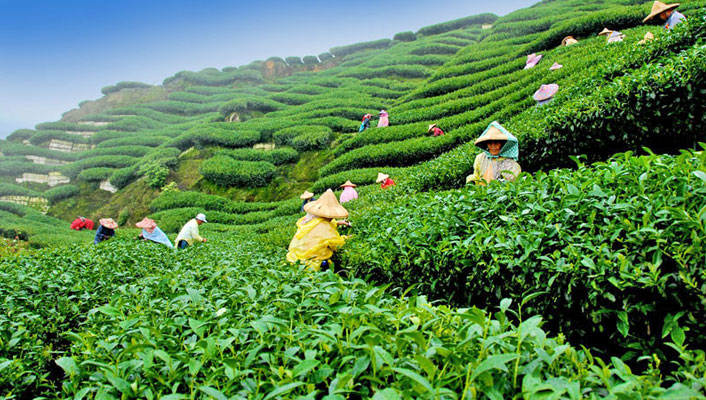 North East Tea Plantation