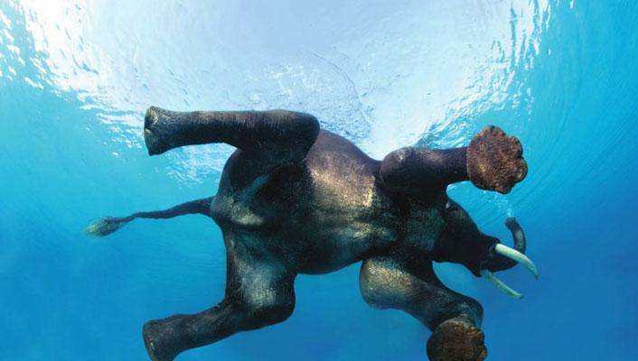 Elephant Swimming in Port Blair