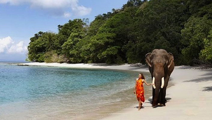 Elephant on Andaman Beach