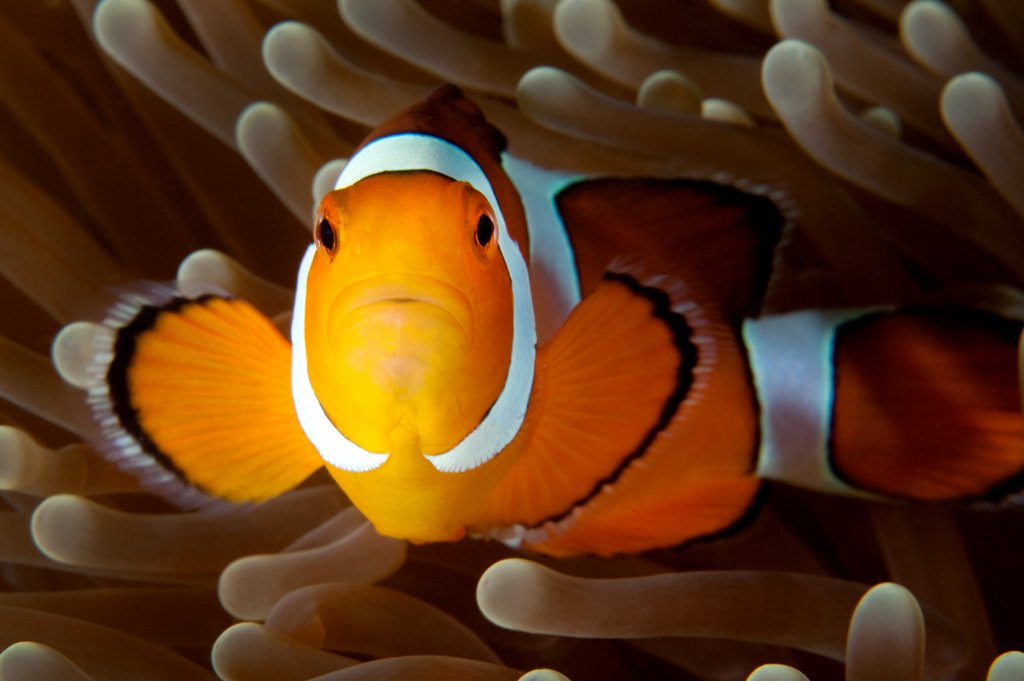 Snorkling in Andaman