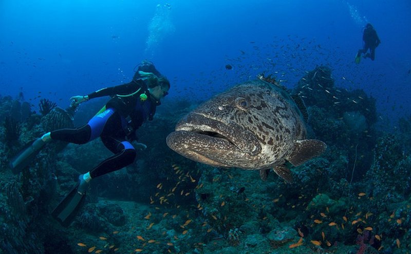 Snorkling in Havelock Island