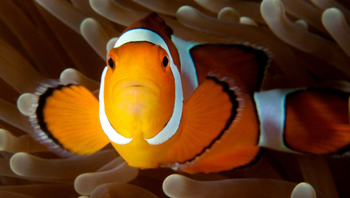 Snorkling in Havelock Island