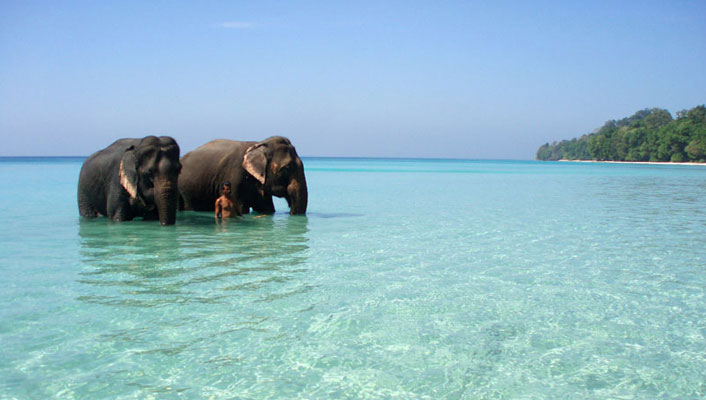 Elephant in Andaman Beach