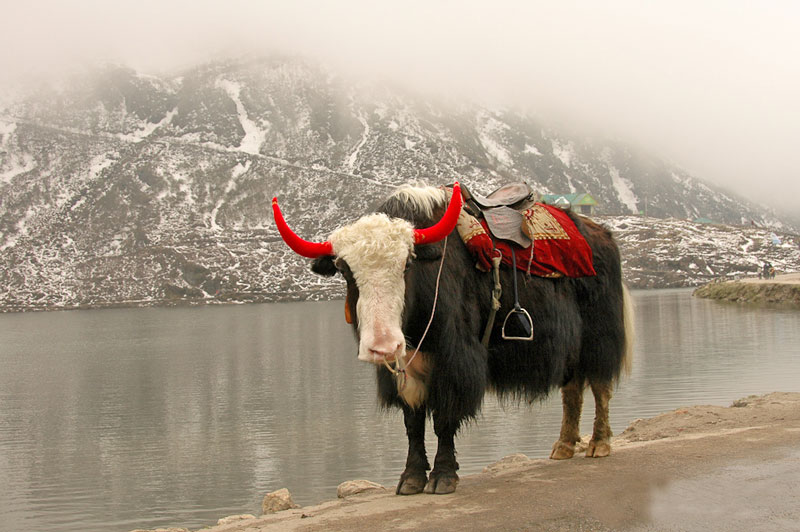 Yak at Tsomgo Lake