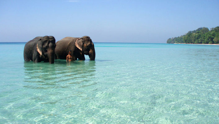 Elephant Swimming in Havelock Beach