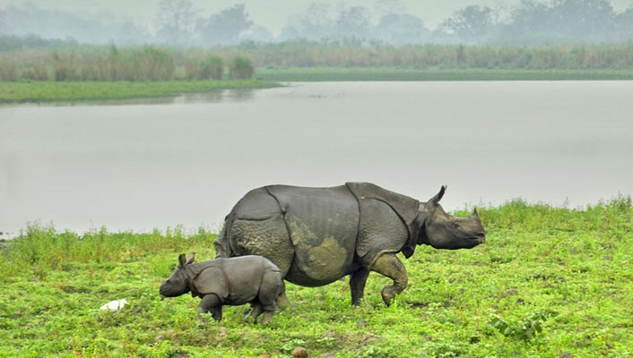 Kaziranga-National-Park