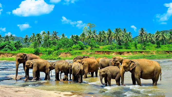 Pinnewala Elephant Orphanage