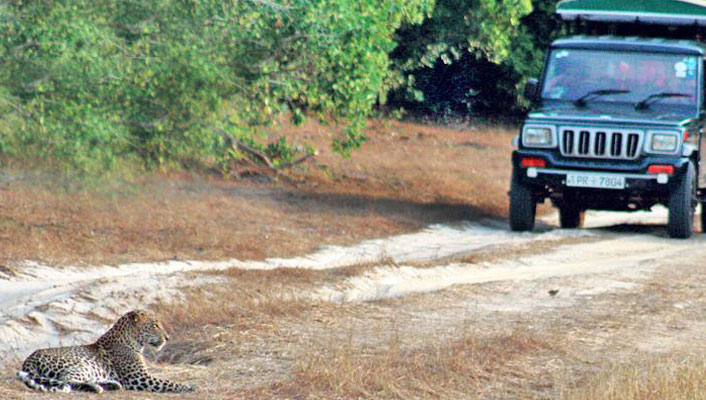 Yala National Park Srilanka