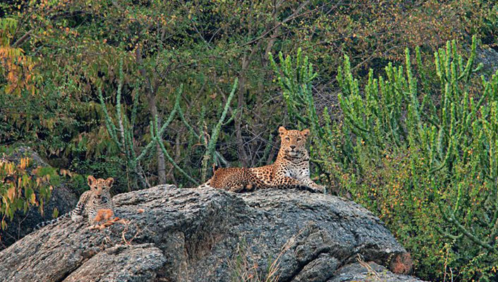 leopard-bera-rajasthan