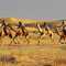 Desert Festival - Camel Race at Jaisalmer